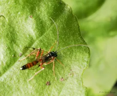 Agrothereutes abbreviatus thumbnail 3