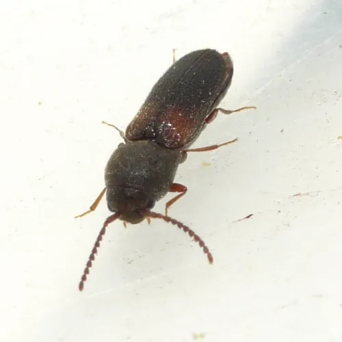 Rhagomicrus humeralis