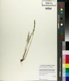 Dense Silky-bent thumbnail 3