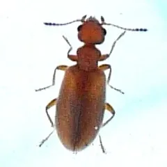 Tawny-legged Ant-like Flower Beetle thumbnail 2