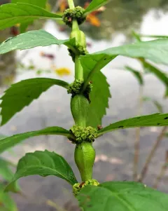 Neolasioptera lycopi thumbnail 2