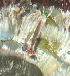 stiletto coastal shrimp thumbnail 3