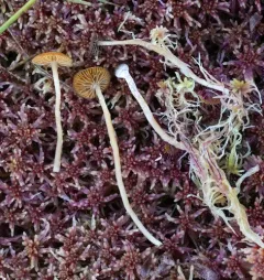 Bog Bell thumbnail 4