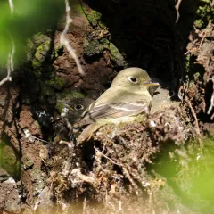 Western Flycatcher thumbnail 4