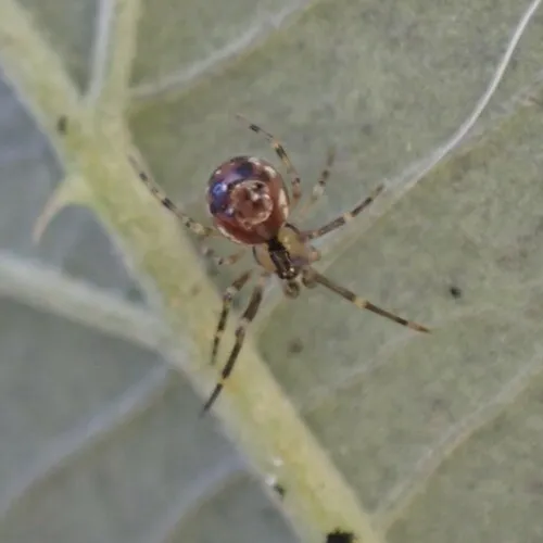 Common six-spotted cobweaver