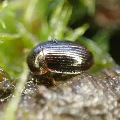 Ipelates latus thumbnail 1
