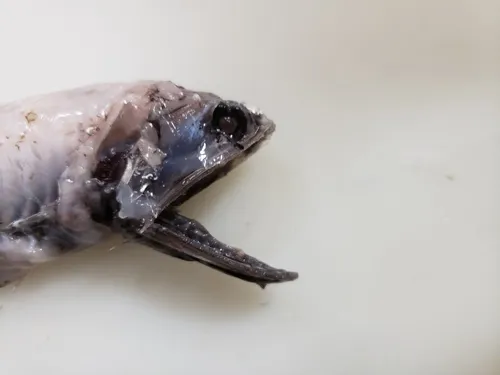 Jewel Lanternfish