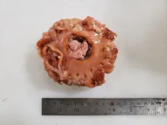 Deeplet Anemone thumbnail 2