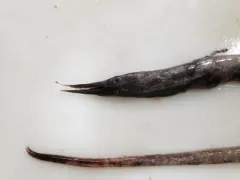 Stout Sawpalate thumbnail 2