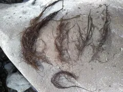 Chordaria flagelliformis thumbnail 3