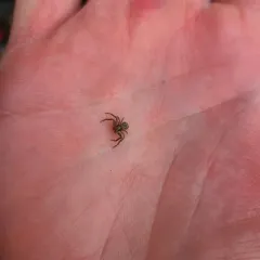 Common Crab Spider thumbnail 4