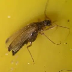 Odd Beetle thumbnail 2