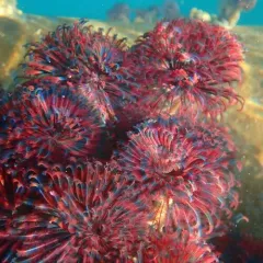 Northern Feather Duster Worm thumbnail 2
