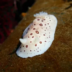 Northern Leopard Dorid thumbnail 2