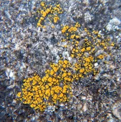Common Goldspeck thumbnail 4