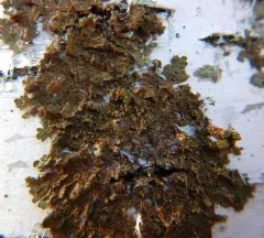 Lustrous Camouflage Lichen thumbnail 3