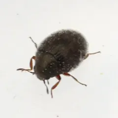 Simplocaria semistriata thumbnail 1