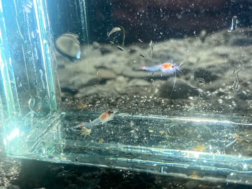 Bloody-red Shrimp