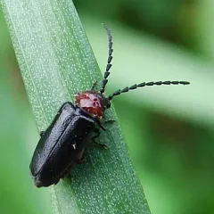 Lateral-lobed Soldier Beetle thumbnail 1