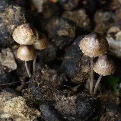 Petticoat Mottlegill thumbnail 2