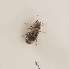 Marked Death-watch Beetle thumbnail 2