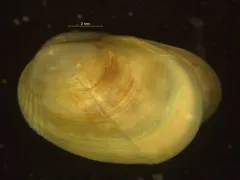 Discordant Mussel thumbnail 2