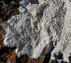 White Rim Lichen thumbnail 4
