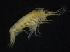 Weyprechtia pinguis thumbnail 2
