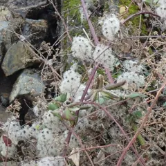 Old man's beard thumbnail 1