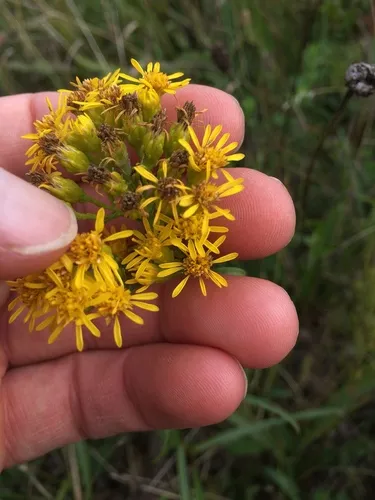 Houghton's goldenrod