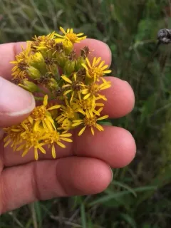 Houghton's goldenrod thumbnail 1