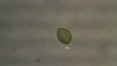 Gonyostomum semen thumbnail 1