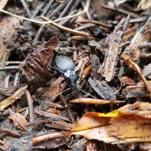 Small Snail-eating Ground Beetle