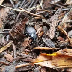 Small Snail-eating Ground Beetle thumbnail 1
