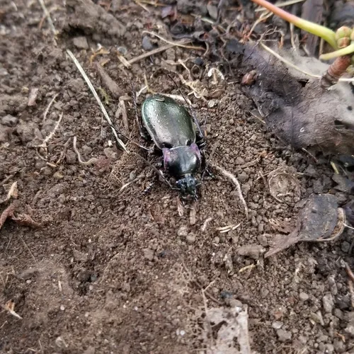 Bronze Ground Beetle