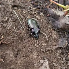Bronze Ground Beetle thumbnail 1