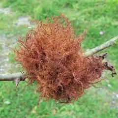 Mossy Rose Gall Wasp thumbnail 2