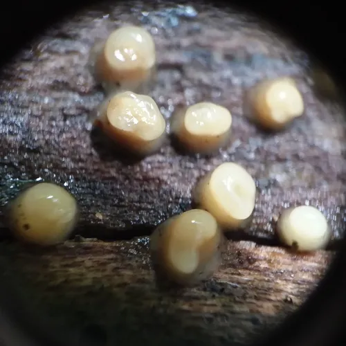 Helicogloea compressa