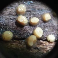 Helicogloea compressa thumbnail 1