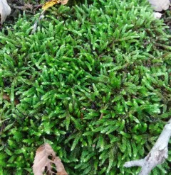 spoon-leaved moss thumbnail 1