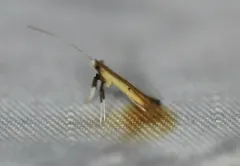 Tick-Trefoil Caloptilia Moth thumbnail 3
