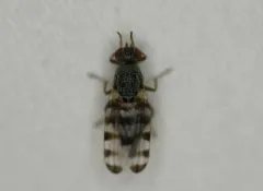 Pseudotephritina cribellum thumbnail 3