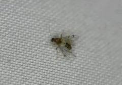 Stilobezzia coquilletti thumbnail 2