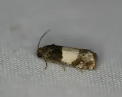 Three-parted Epiblema Moth thumbnail 4