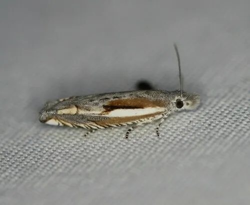 Striped Eucosma Moth