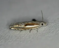 Striped Eucosma Moth thumbnail 1