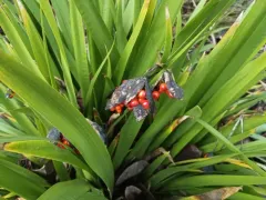 Stinking iris thumbnail 3
