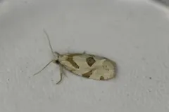 Razowski's Aethes Moth thumbnail 2