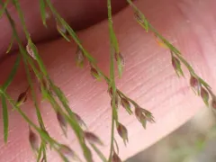 slender pinweed thumbnail 3
