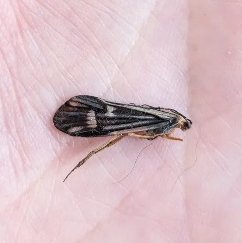 Halesochila taylori